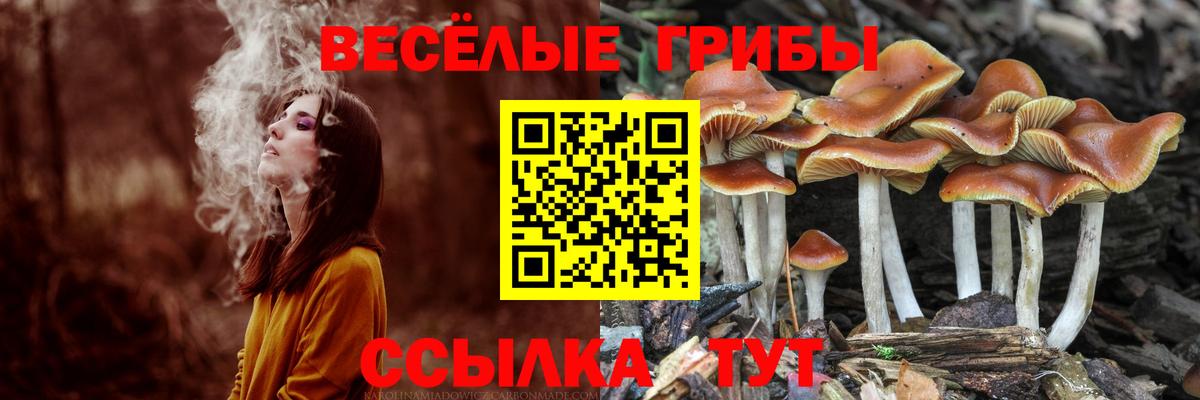 Галлюциногенные грибы MAGIC MUSHROOMS  Галлюциногенные грибы Psilocybe  Москва 